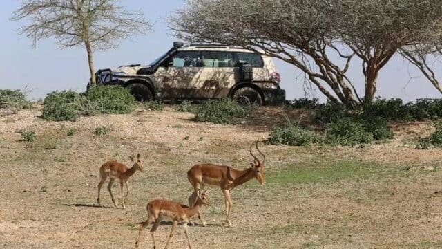 Al-Ain-Zoo.jpg