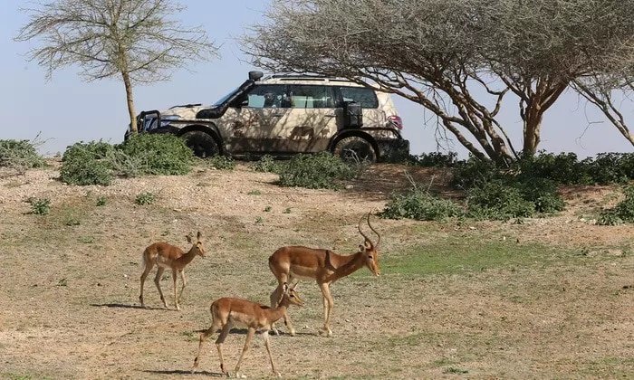 Al-Ain-Zoo.jpg
