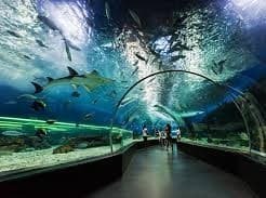 Dubai-Aquarium-and-under-water-zoo.jpg